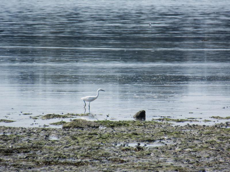 articles/petit-tour-bretagne/SaintJacut/IMG_5605.jpg